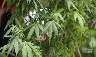 Essay On Marijuana Legalization